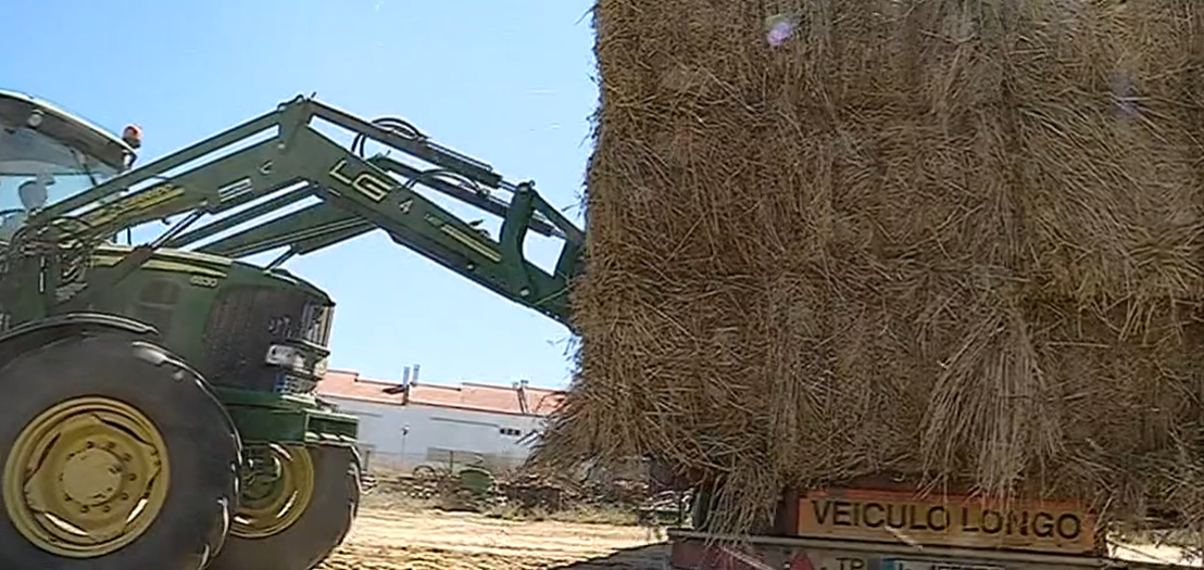 Doação de alimentos para animais