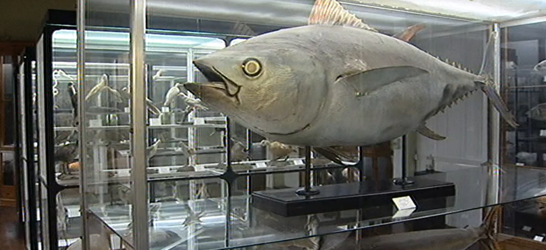 Requalificação do Museu de História Natural no Funchal