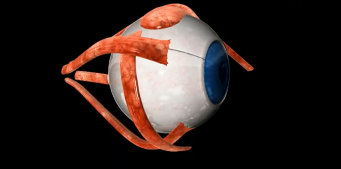 Prémio Champalimaud Visão 2018