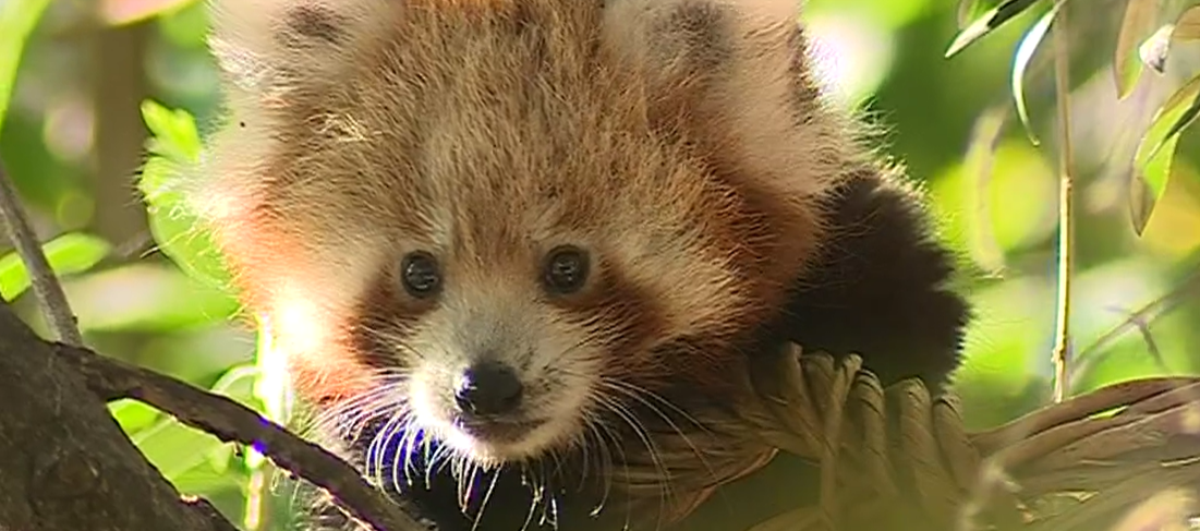 Nova Cria no Jardim Zoológico de Lisboa