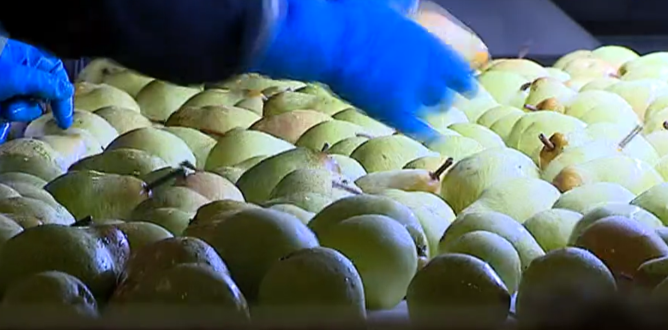 Exportação de Pera Rocha