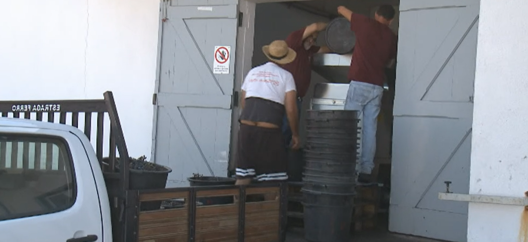 Balanço das vindimas no Pico