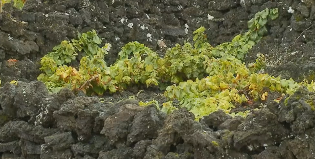 Vitivinícola nos Açores