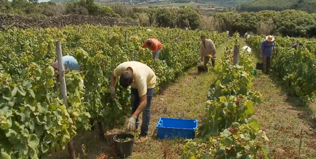Vindimas na Ilha  Graciosa