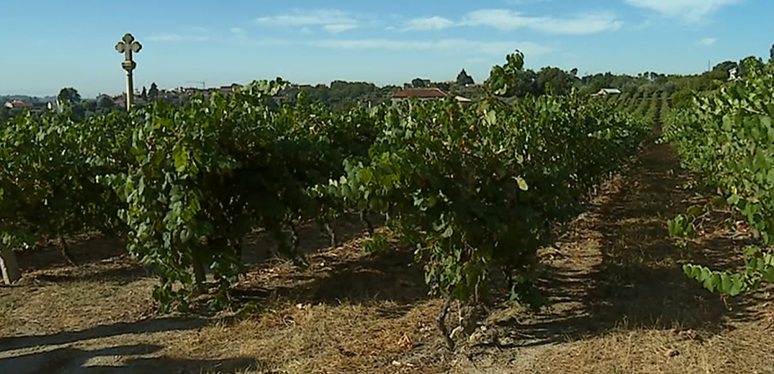 Vindimas no Dão