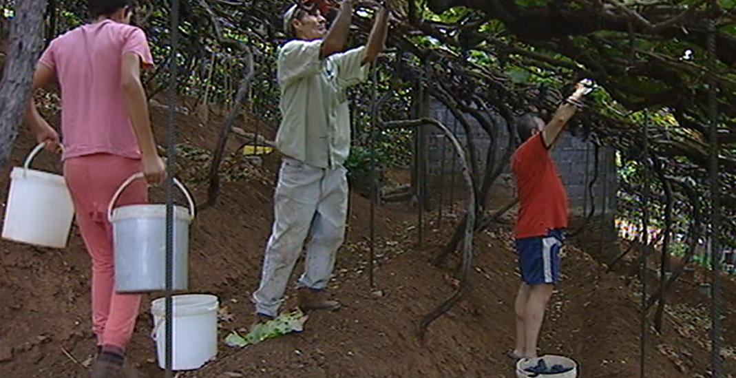 Casas de vinho vão comprar toda a produção