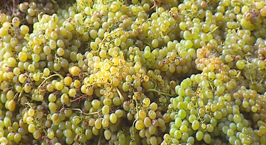 Aumento dos custos de produção do Vinho Madeira