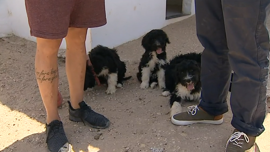 Cão de Água Português II