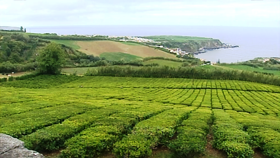 Alterações climáticas nos Açores