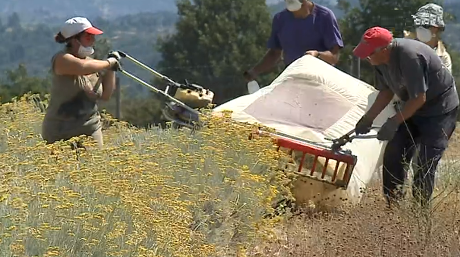 Produção de óleos para cosmética em Pinhel