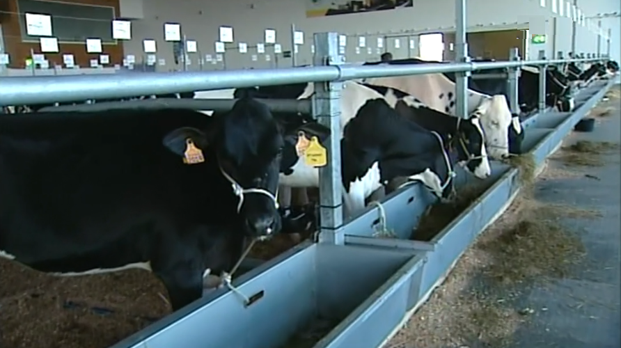 Feira Agrícola dos Açores