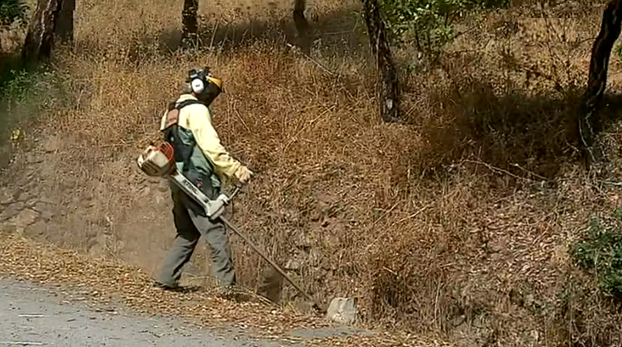 Limpeza das matas no Algarve