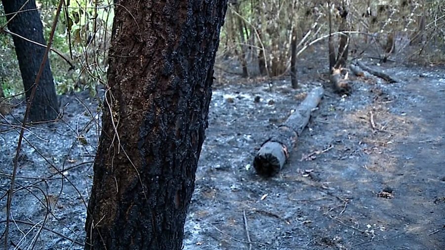 Investigação da PJ do incêndio em Pedrogão Grande