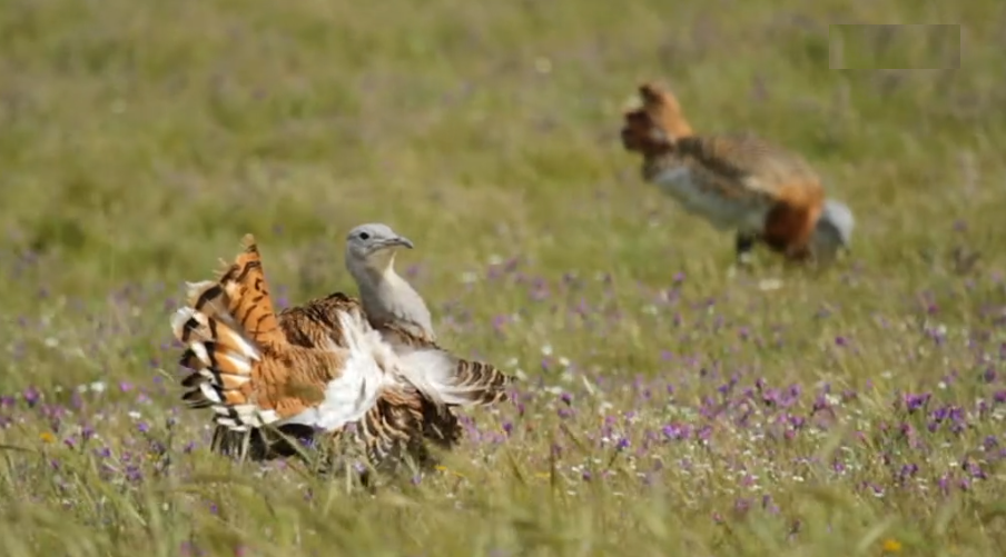 Castro Verde, Reserva da Biosfera Unesco
