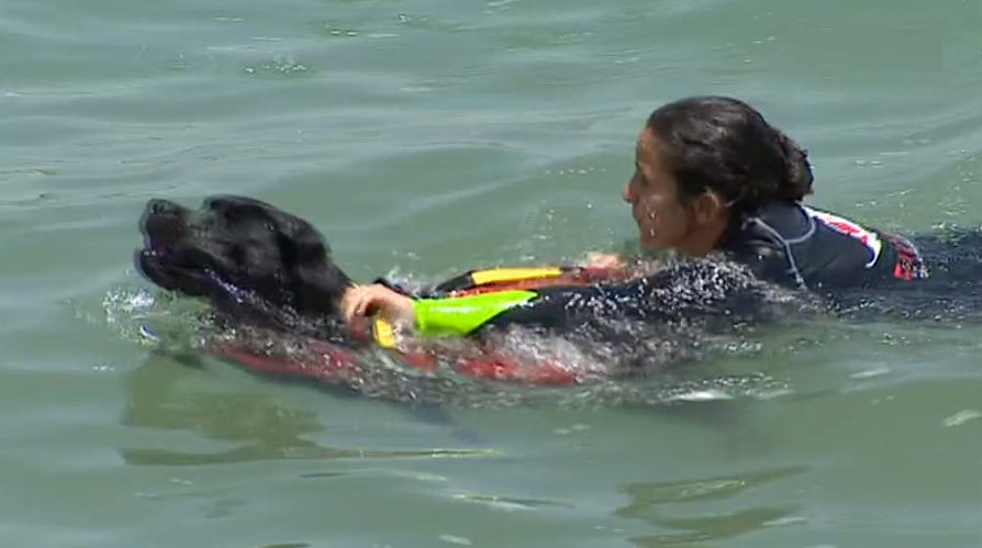 Cão de Água Português I