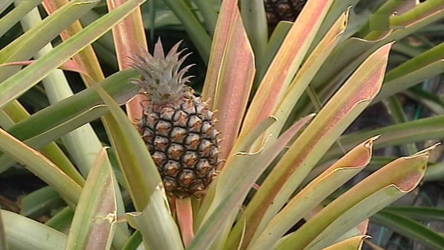 “Profrutos” sem pagar a produtores