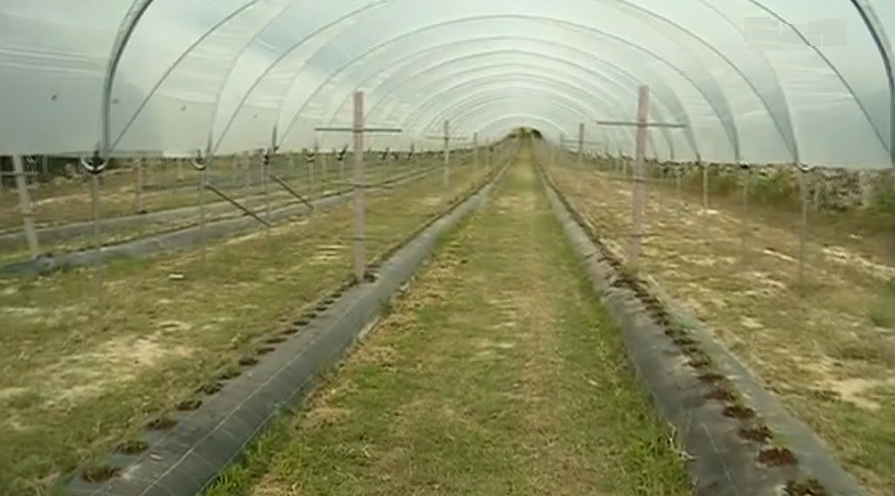 Cooperativa “Capital dos Frutos Silvestres”