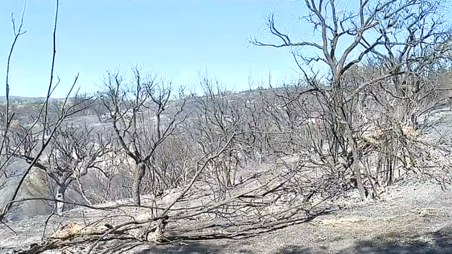 Incêndio florestal em Tramagal