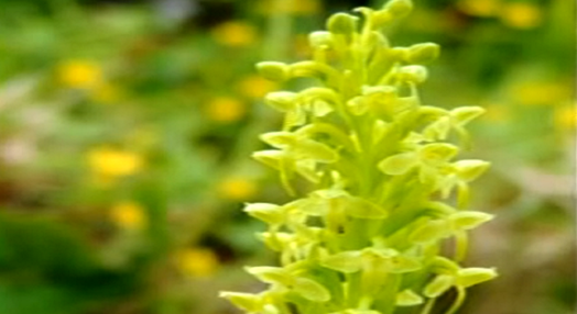 Orquídea rara encontrada no Faial