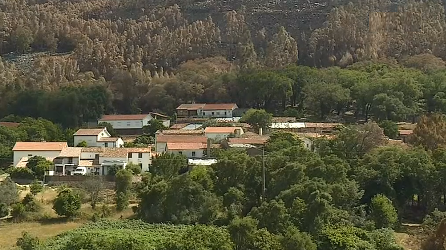 População corta eucaliptos em Ferraria de São João