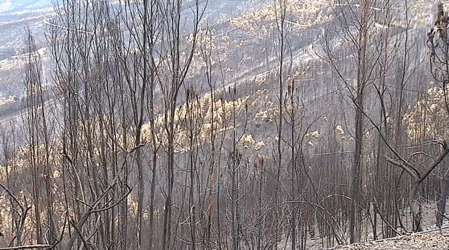 Rescaldo do incêndio florestal em Góis