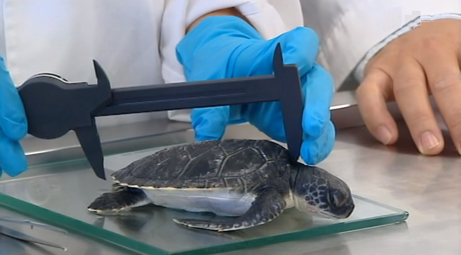 Universidade dos Açores estuda tartarugas