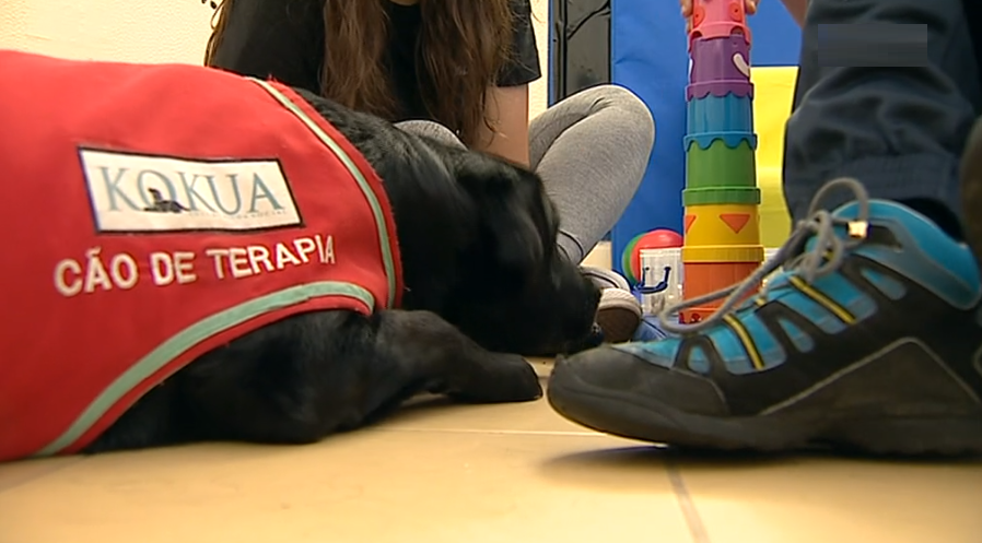 Terapia com cães labradores