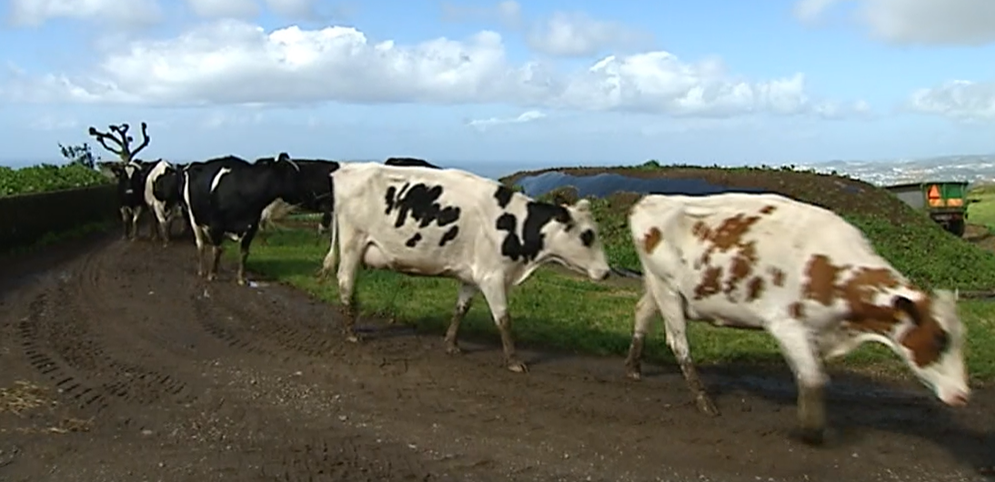 Nova Portaria para abate de gado
