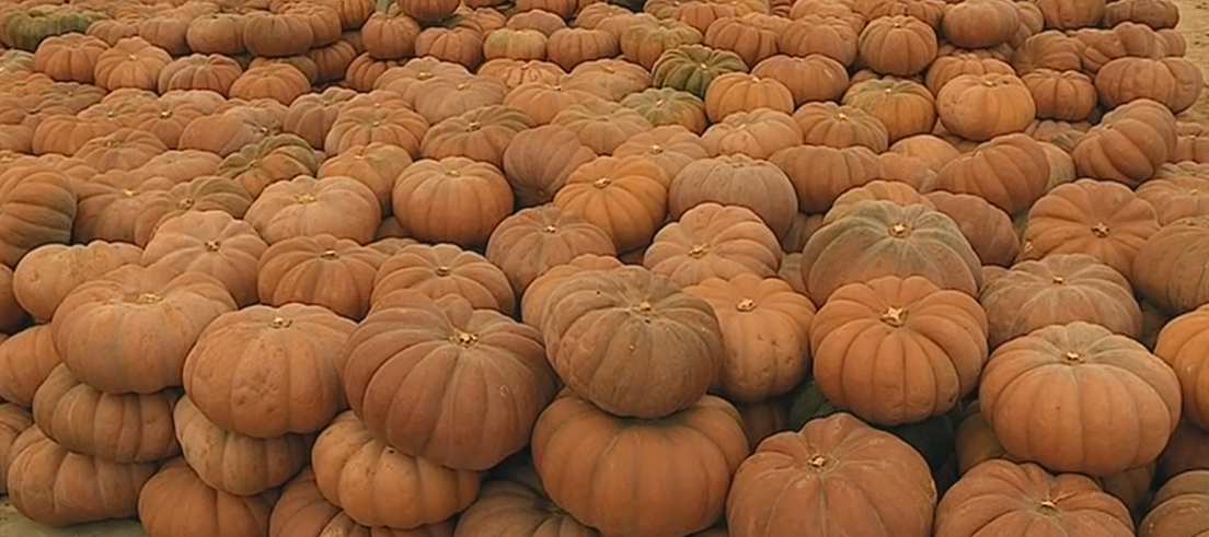 Produção de Abóbora
