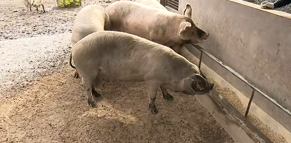 Ensino Profissional Agrícola