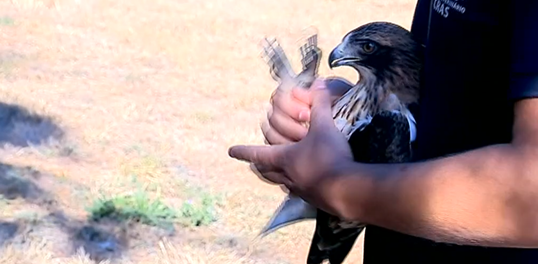 Libertação de Águia