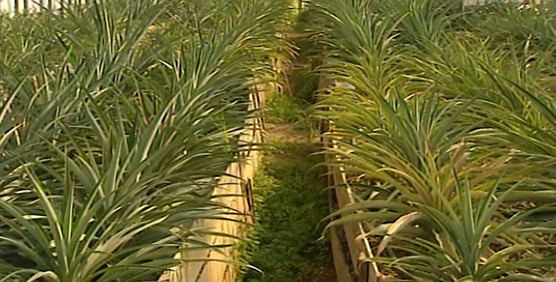 Aula de Boas Práticas na cultura do ananás