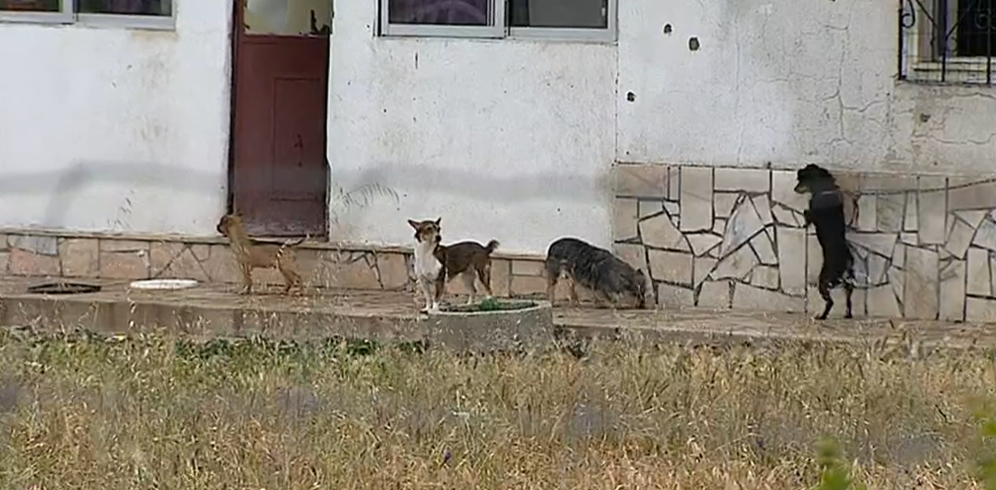 Maus tratos a animais