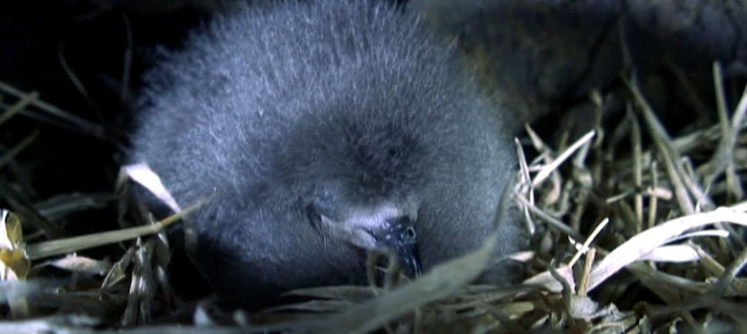 Ave Painho-de-Monteiro