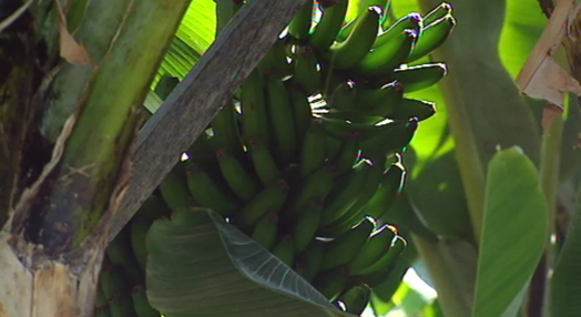 Produção de banana em queda