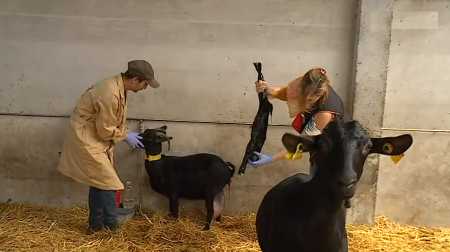 Queijaria em Melgaço I