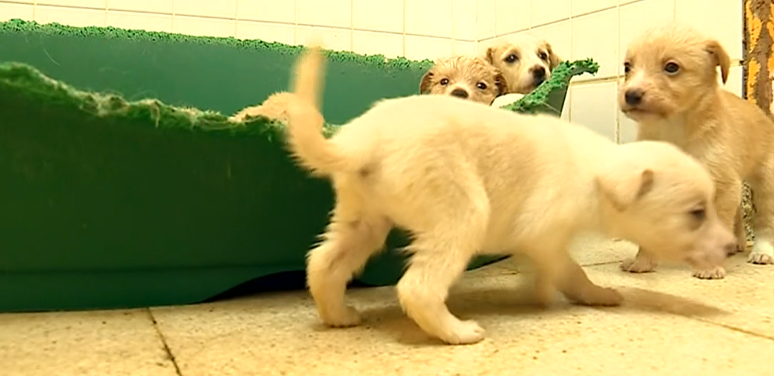 O Cantinho do Animal