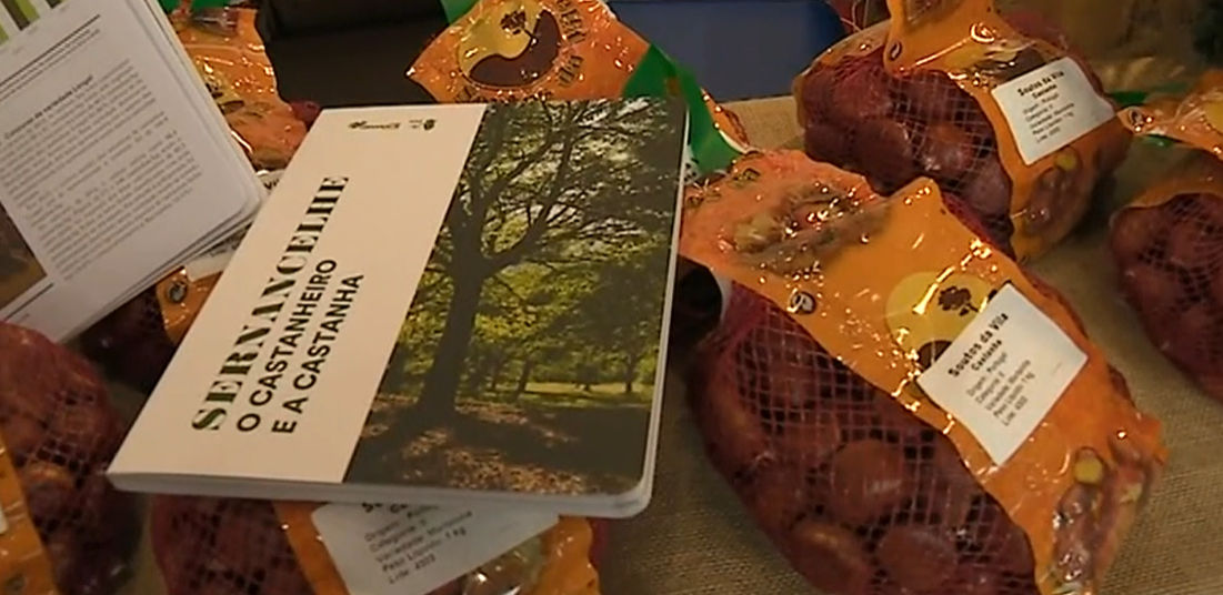 Festa da Castanha