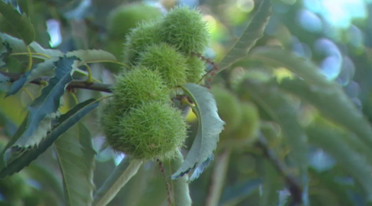 Seca e vespa do castanheiro destroem a produção de castanha