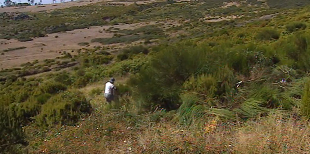 Reflorestação no pico do Areeiro
