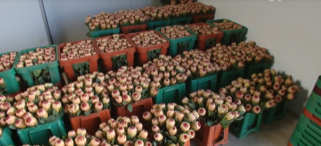 Exportação de Flores