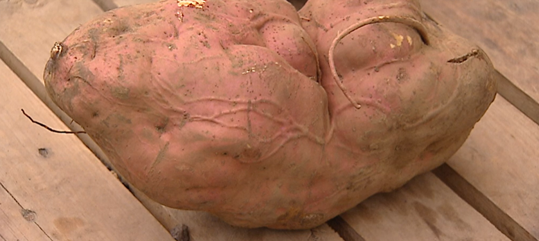 Batata biológica com 6 quilos