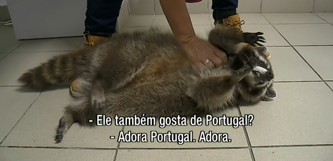 Guaxinim Guardiões da Galáxia