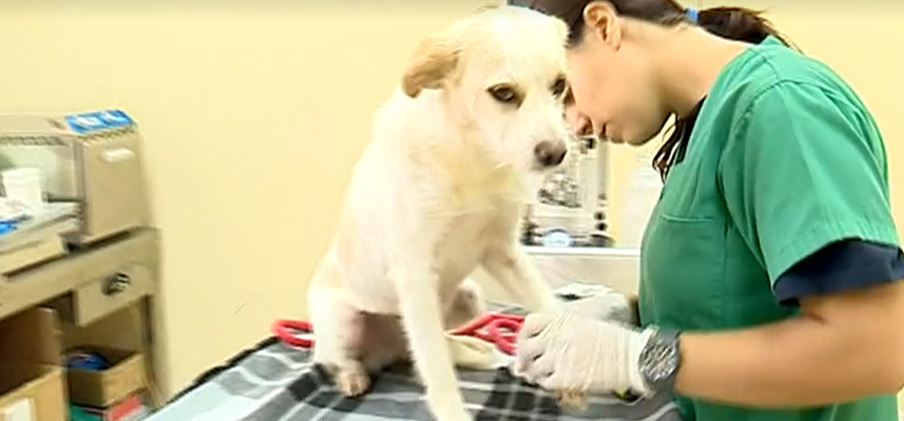 Campanha “Adota 2018”