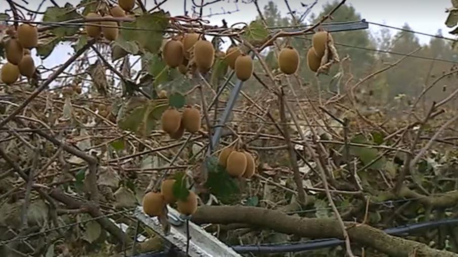 Prejuízos em Cantanhede