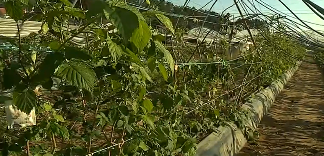 Estragos da tempestade Leslie em Leiria