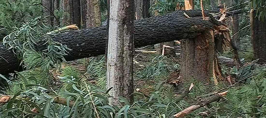 Estado de emergência em Coimbra
