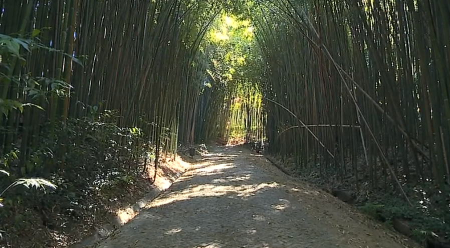 Reabertura da Mata do Jardim Botânico de Coimbra