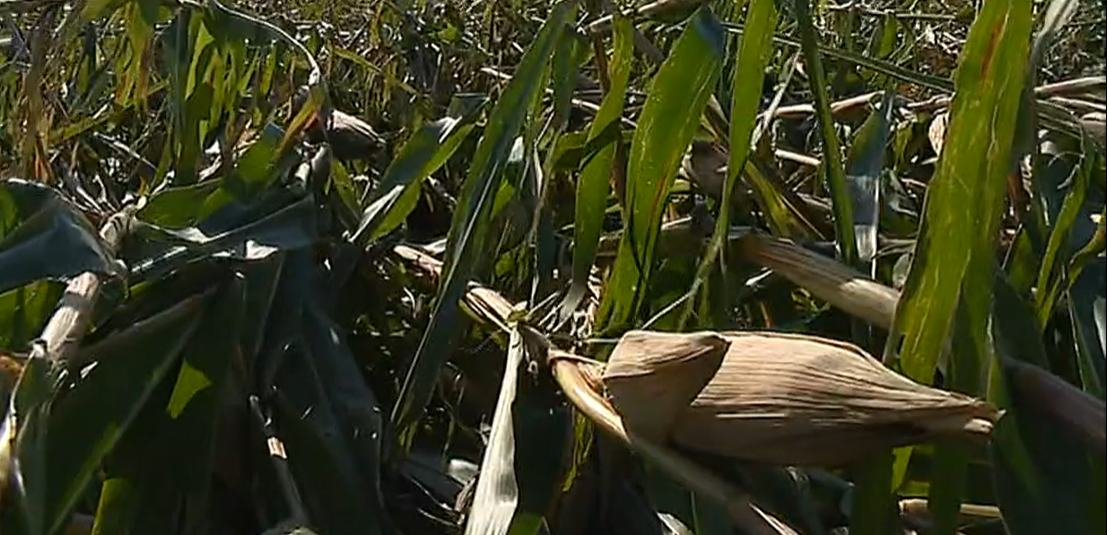 Produção de milho em risco