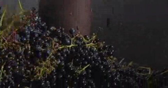 Quebra na produção de uvas na Ilha da Madeira